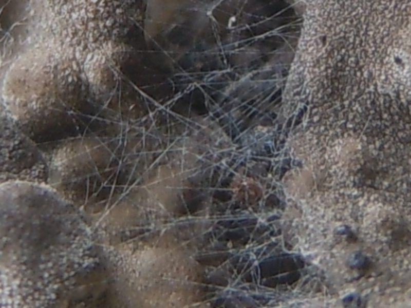 ragnatele sui licheni